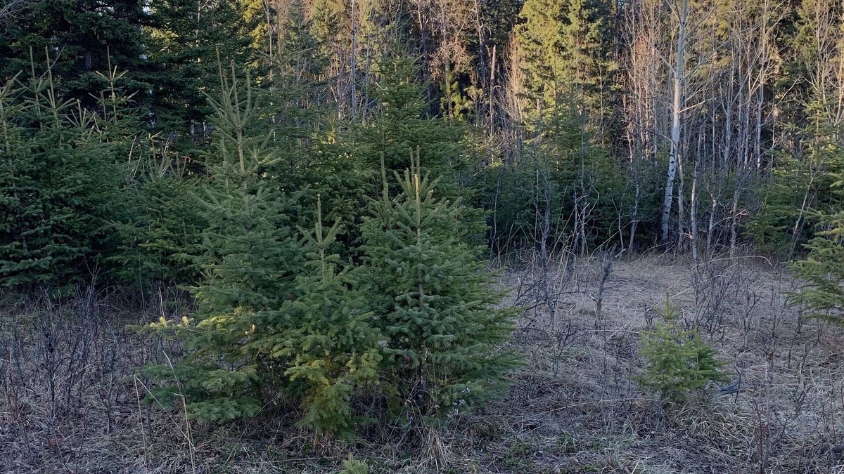 Markerville Apartment | Camping on private land