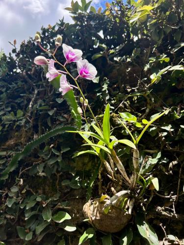 Lago Sul House | Casa da 17 - Lago Sul