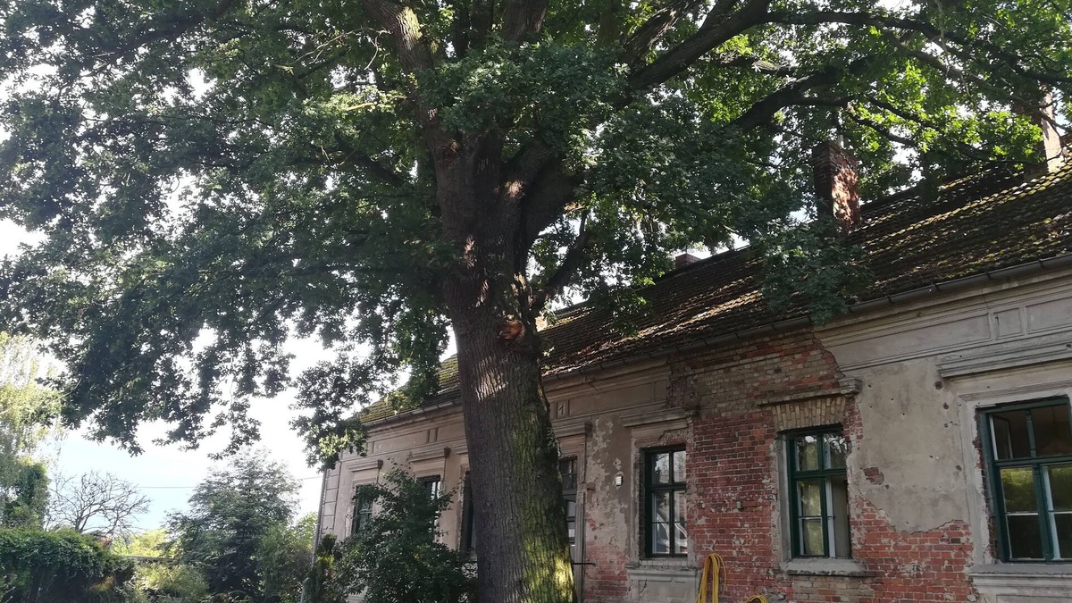 Ortwig Condo | century-old house next to an even older oak tree in the middle of a field
