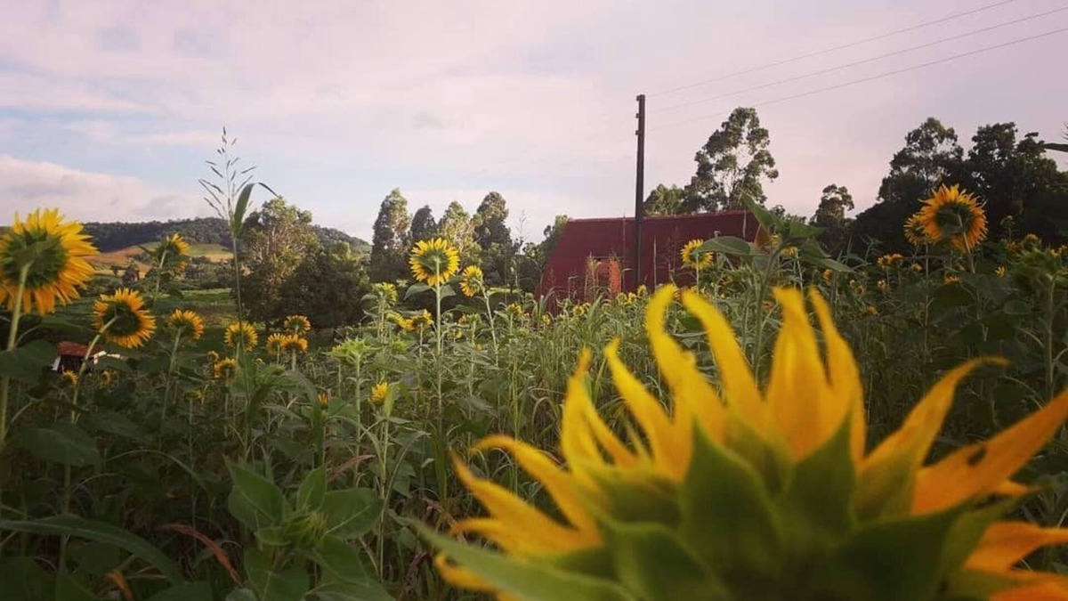 Dionisio Cerqueira Ski Chalet | Chalé Toca das Sementes