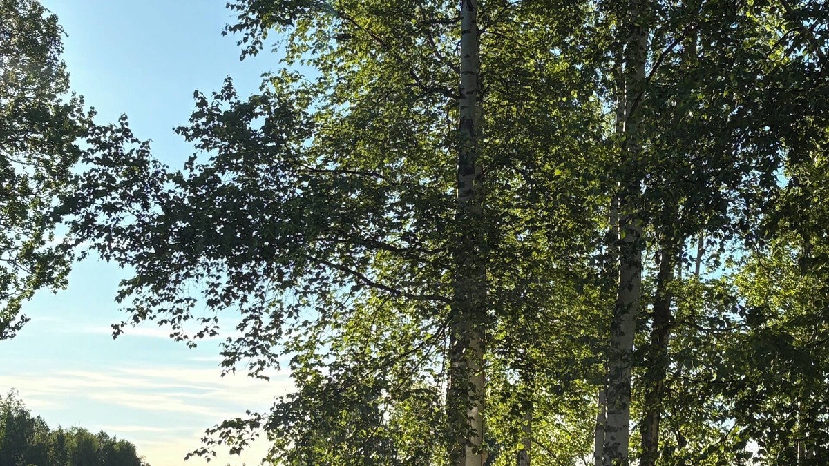 Knik-Fairview House | Charming 1bfd 1bth apartment in a custom home on golf course! Play for free!