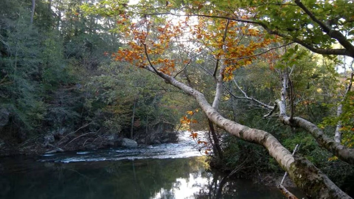 Reliance Cottage | Charming 2-bedroom cottage right on a 30’ wide whitewater creek in Reliance, TN