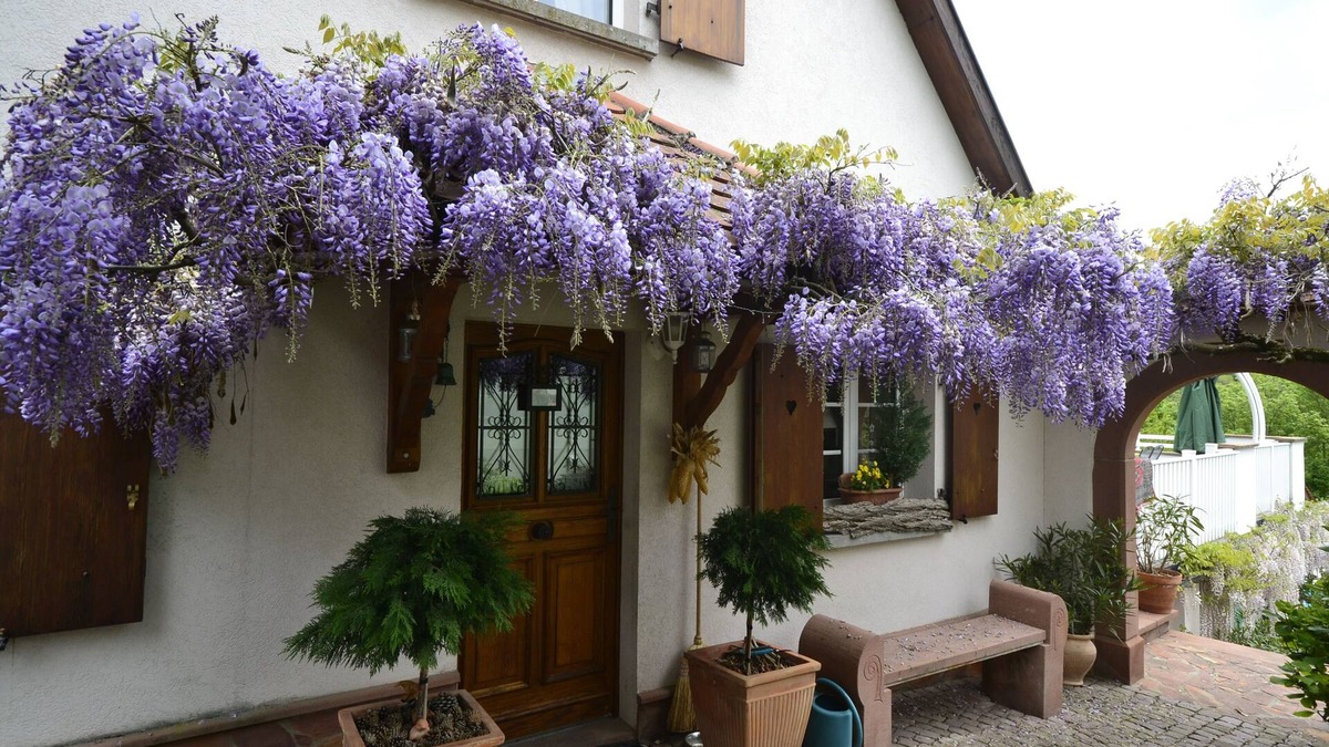 Rimbachzell House | Charming house with private pool 4 ⭐️