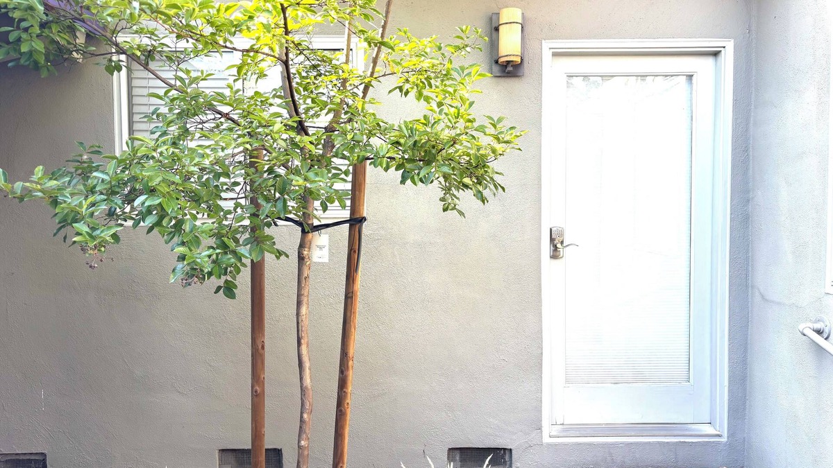 Palo Alto House | Charming Large Quiet 1-bedroom Guest Home in Palo Alto