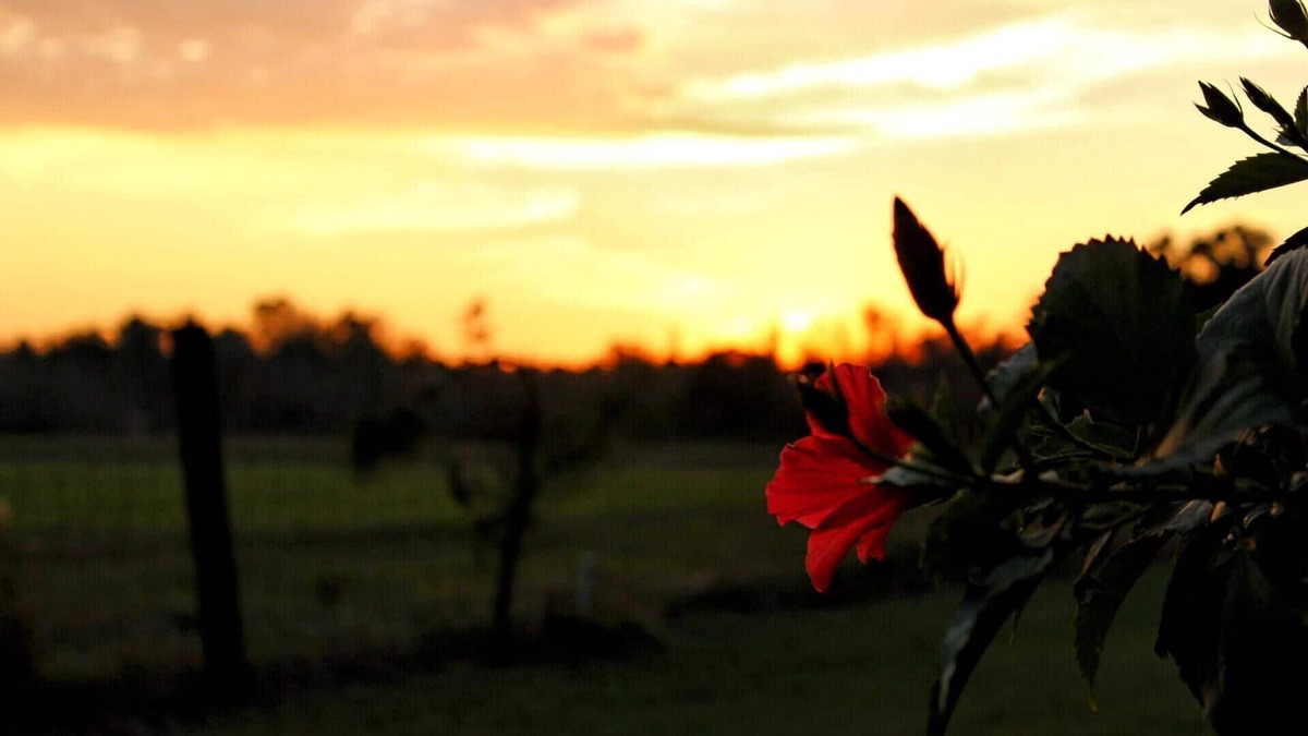 Starke House | Come Live on the farm