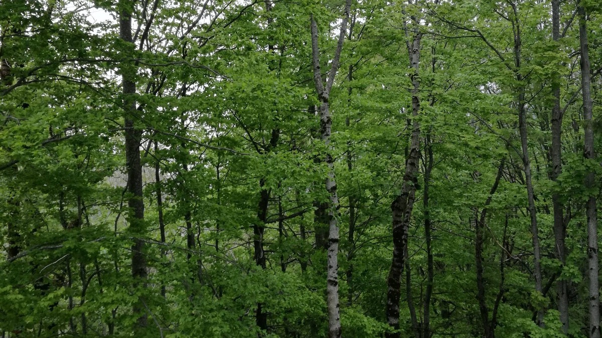 Faidello Apartment | Cool apartment very close to Abetone and Fiumalbo