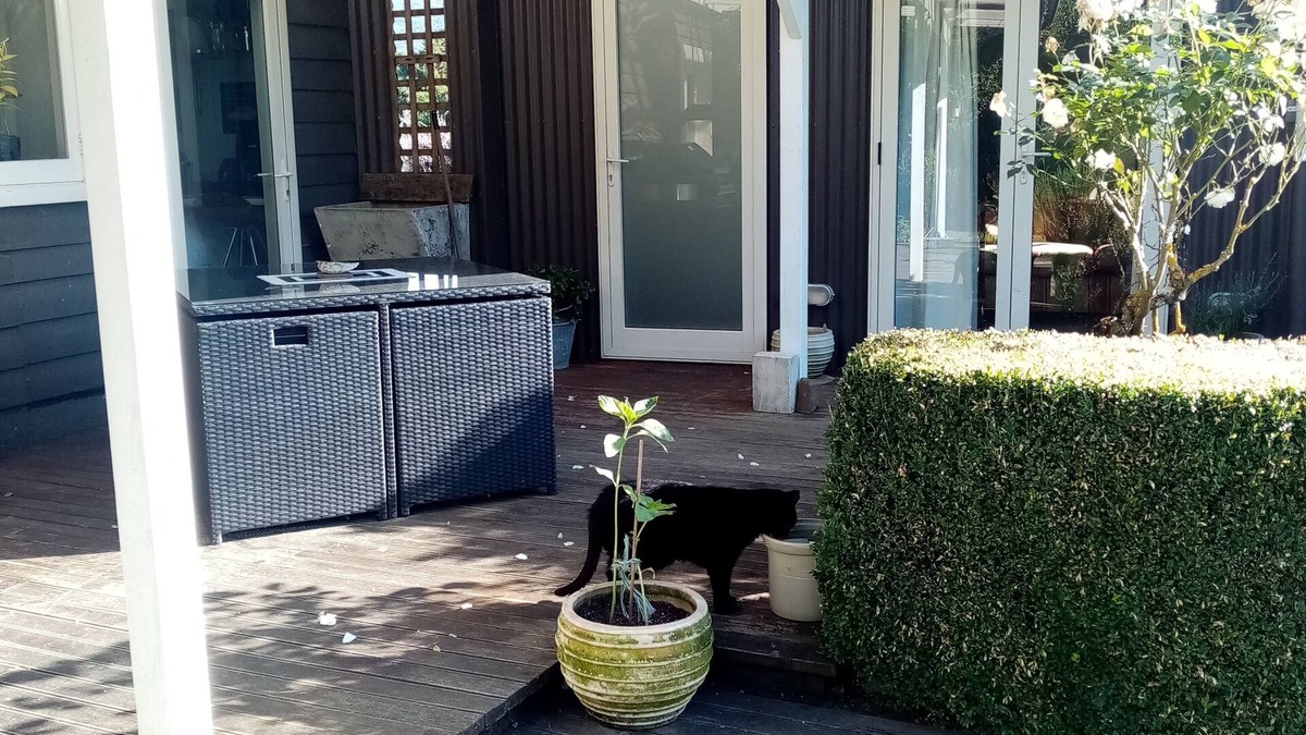 Tahakopa Cabin | Cosy, Comfortable, Rustic Cabin In The Absolute Heart Of The Catlins