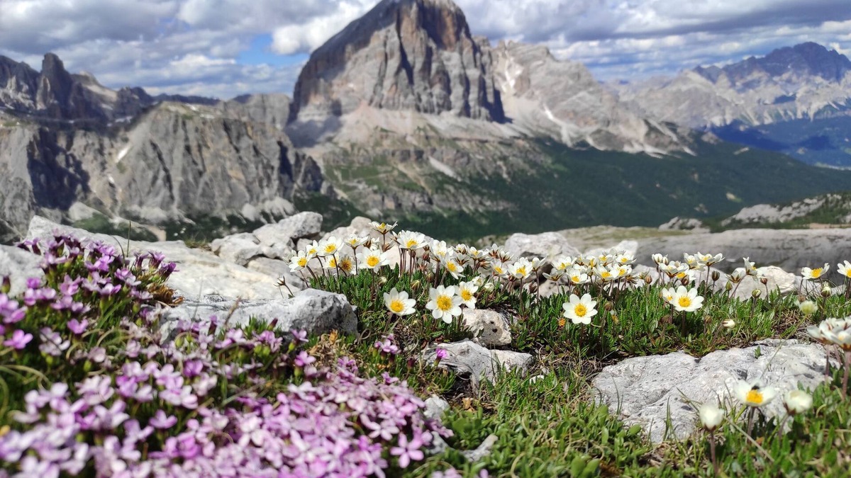 Cortina d'Ampezzo Ski Chalet | Cottage in the woods in the Dolomites.