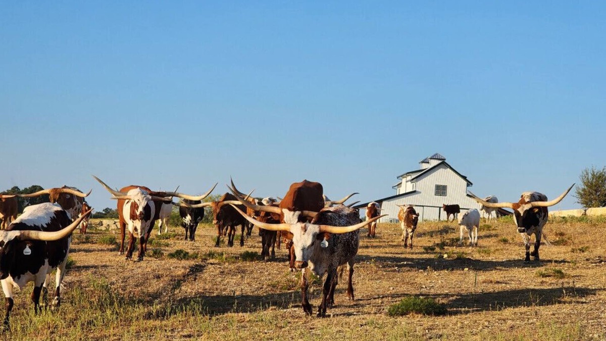 Nemo House | Cowboy Up - Luxury Waterfront Ranch Villa at Twin Canyons Longhorn Ranch