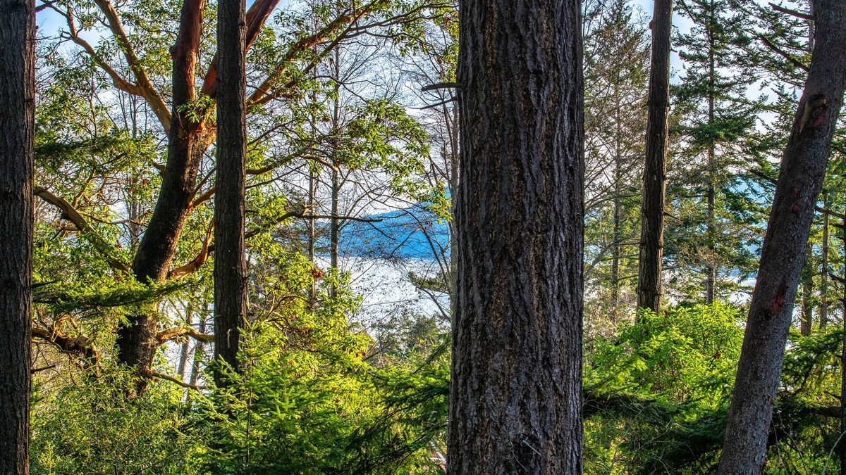 Eastsound Cabin | Cozy cabin in the woods, minutes from town, beaches, hiking