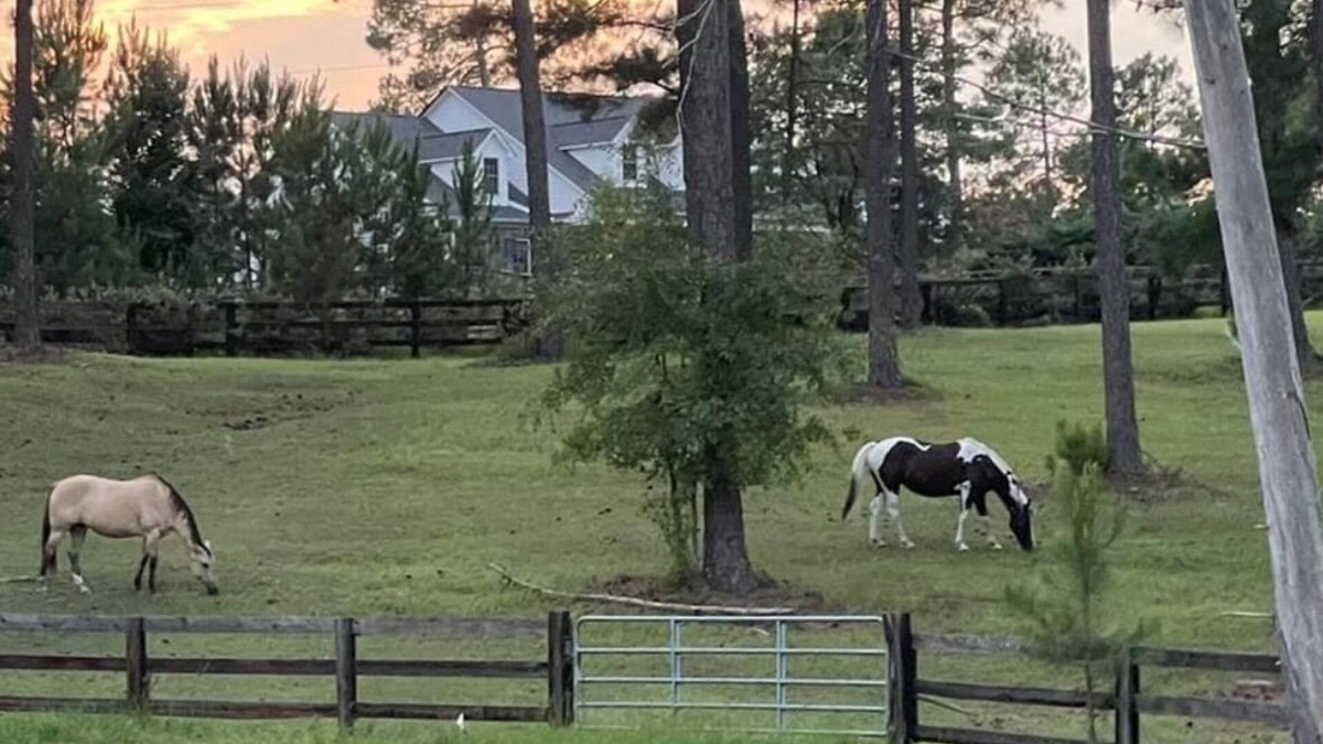 North Carolina Mountains Cottage | Cozy cottage over looking 40 acre horse farm. 5 mile to historical Pinehurst