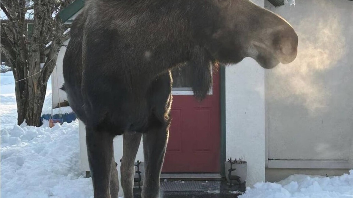 Seward Cottage | Cozy Seward Cottage: Amazing Location in the middle of town. Pet-Friendly!