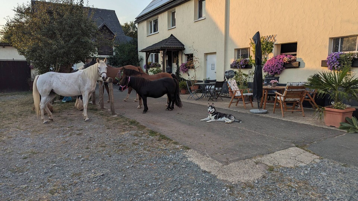 Oberschledorn Apartment | Cozy vacation apartment on Hellwiges Hof with dog/horse Medebach/Sauerland
