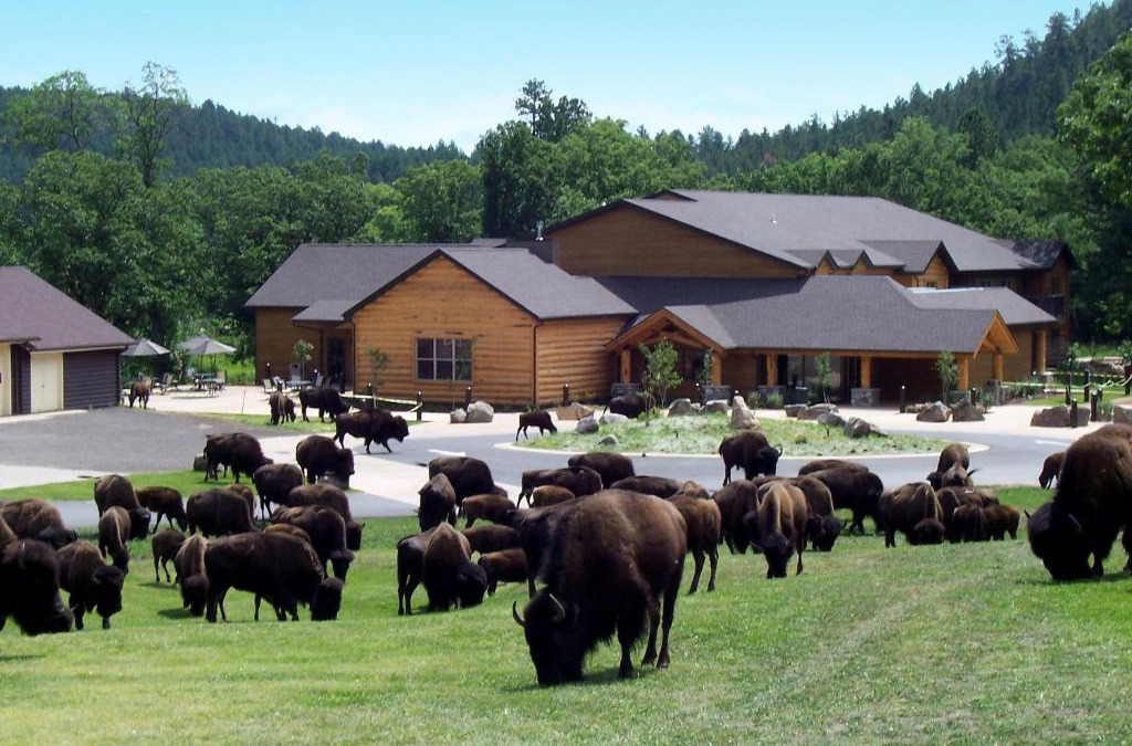 Custer Cabin | Creekside Lodge at Custer State Park Resort