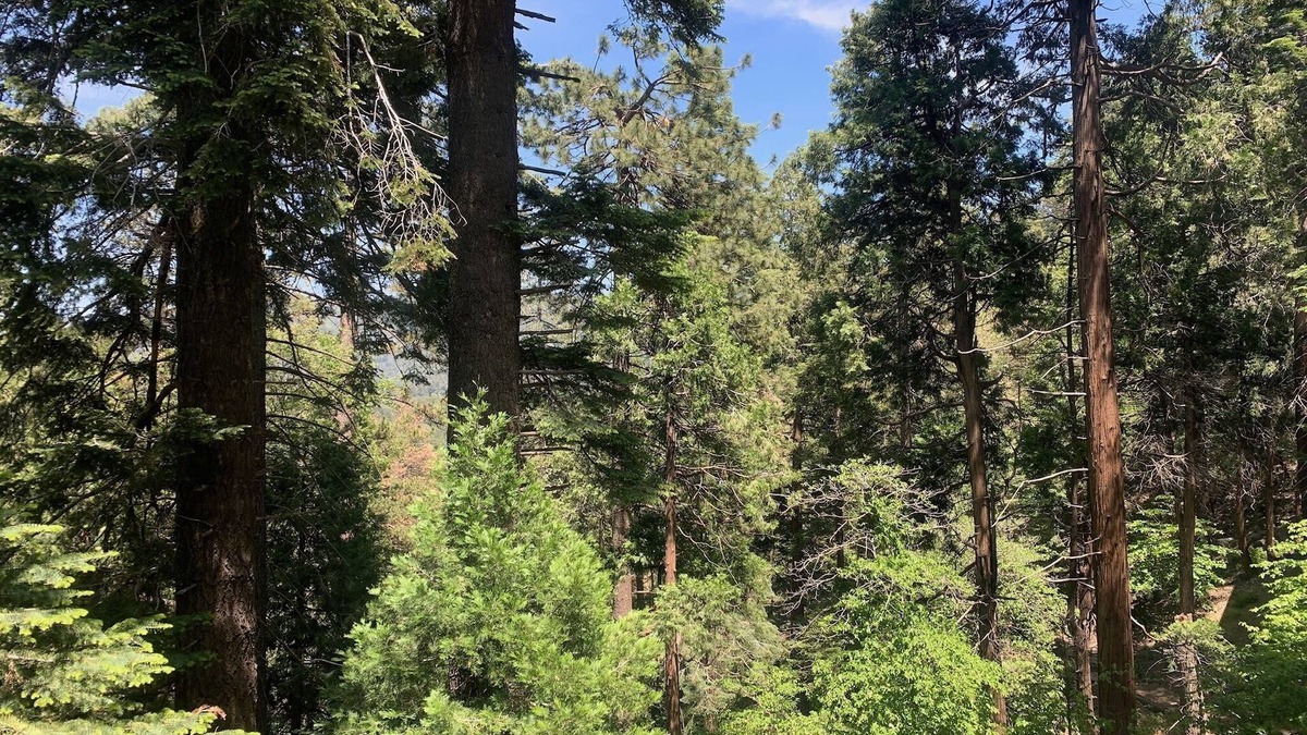 Crestline Cabin | Crestline Blissful Cabin Escape - Private Guest House near Lake!