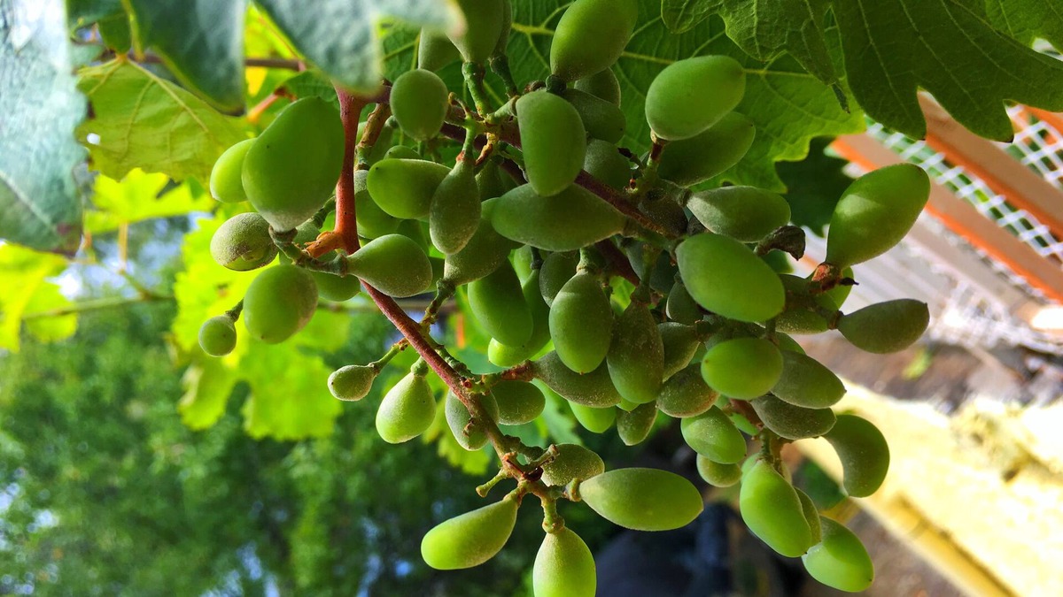 Tanagra House | "Dacha" Summer House