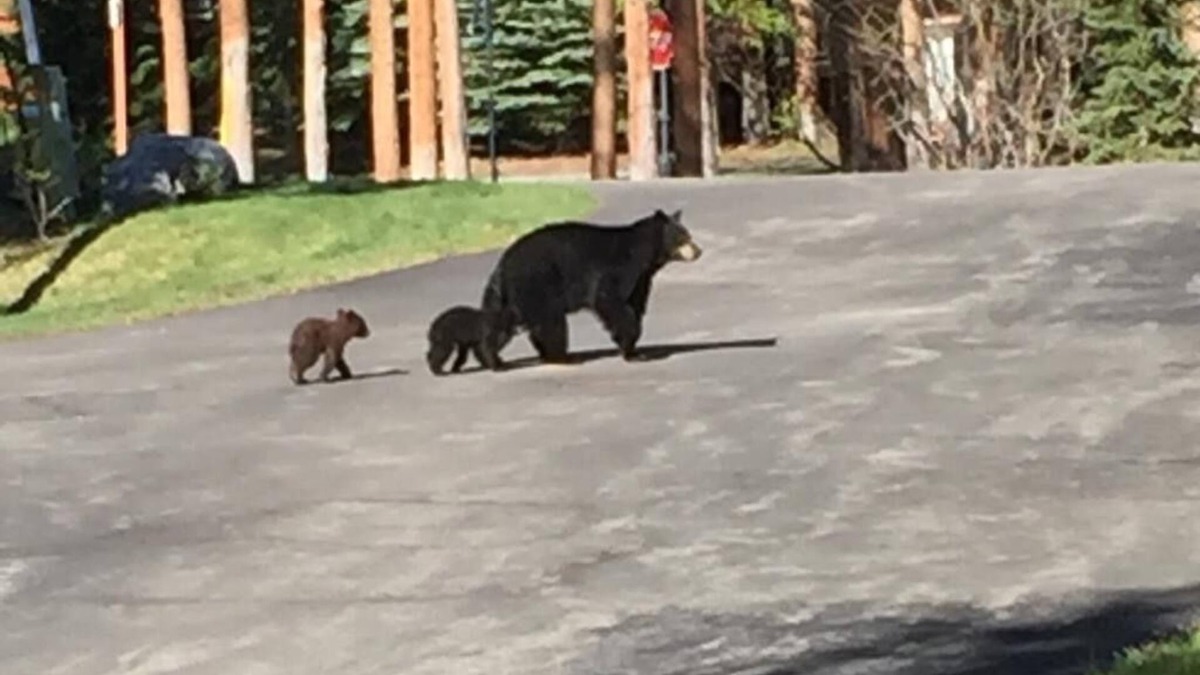 Peak 8 Cabin | DAILY WILDLIFE - MOOSE, BEAR, DEER, RACCOON, PORCUPINE - 3BR/3BA SKI IN/SKI OUT