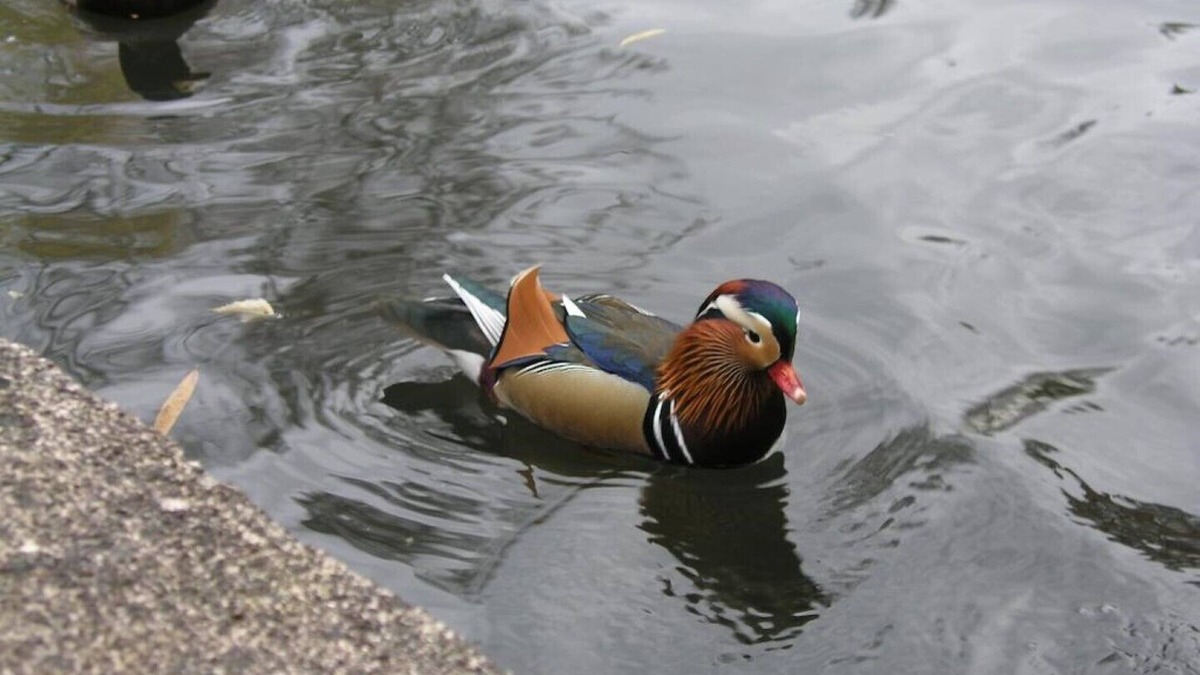 Rahnsdorf Apartment | Apartment domicile New Venice