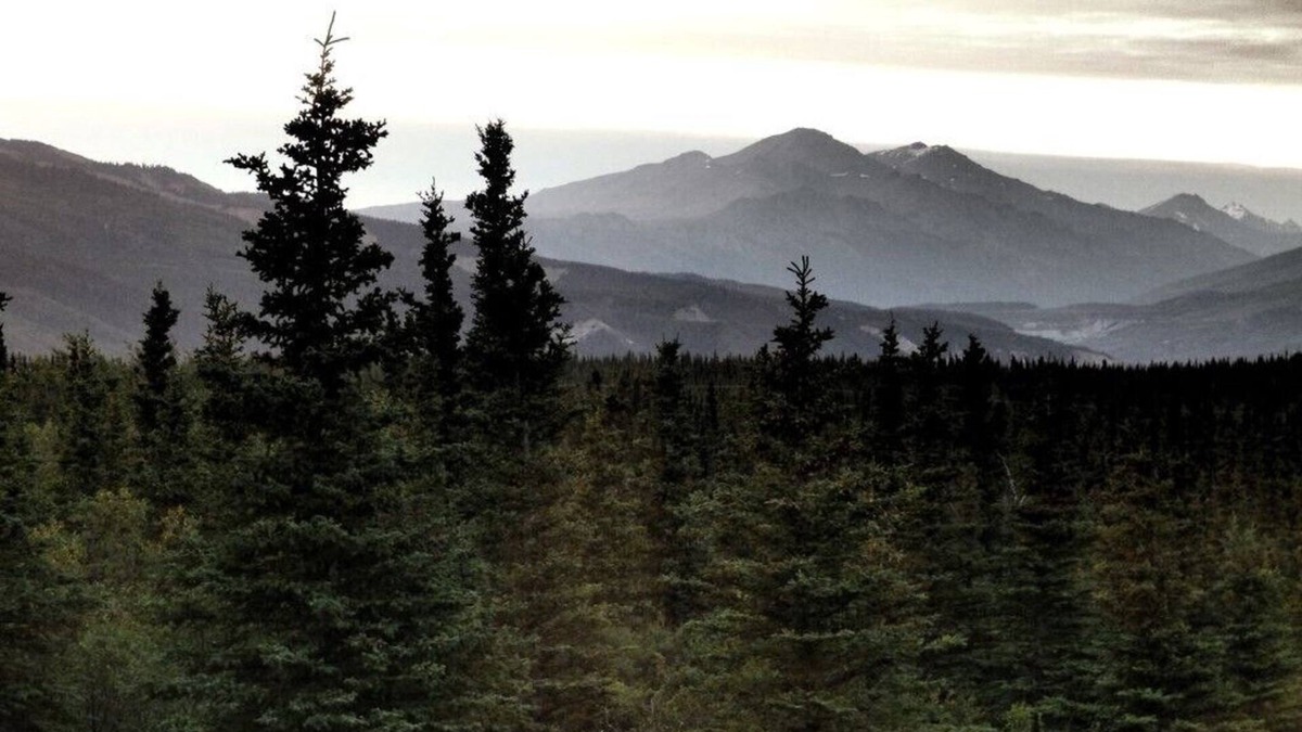 Healy Cabin | Denali Wildlife Grizzly Cabin Luxury with a touch of Rustic.