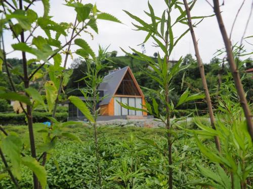 Cayeli Other | Dere Bungalov Suit