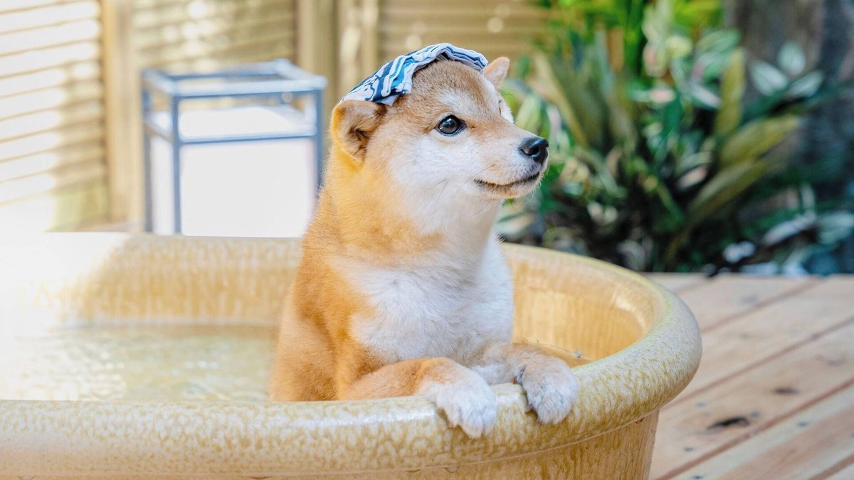 Hakone House | Dog run and openair bath for dogs included Natu/Ashigarashimo-gun Kanagawa