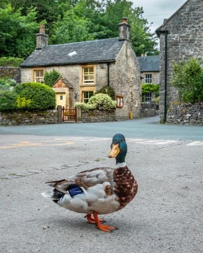 Alstonfield House | Duck Cottage Milldale Alstonefield Peak District