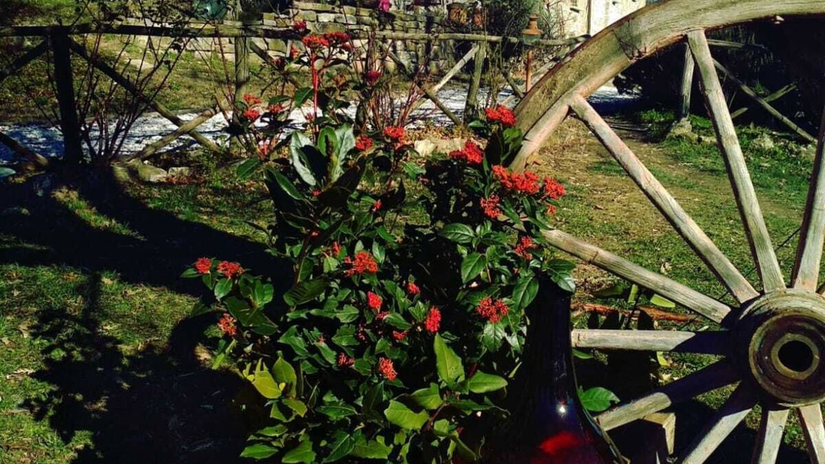 Monteluiano Other | ECO AGRITOURISM MONTESALCE - HOLISTIC SPACE