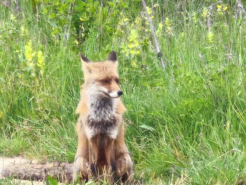 La Nuez de Arriba Villa | El Pecu Casa Rural Starfamiliar