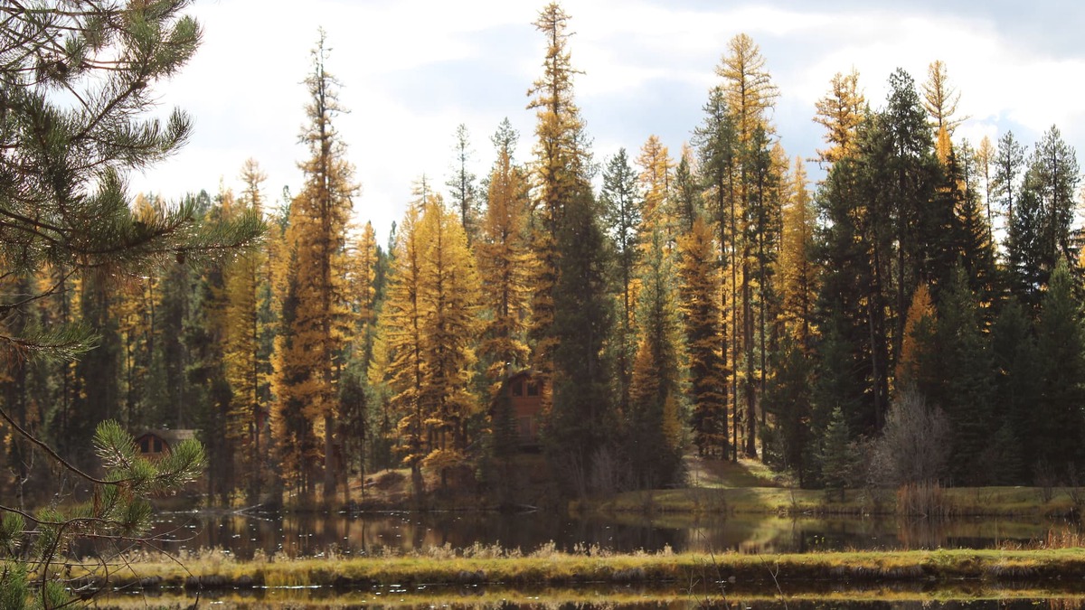 Condon Cabin | "Elk's Run" Rustic Cabin Hidden Among The Pines At Falls Creek.
