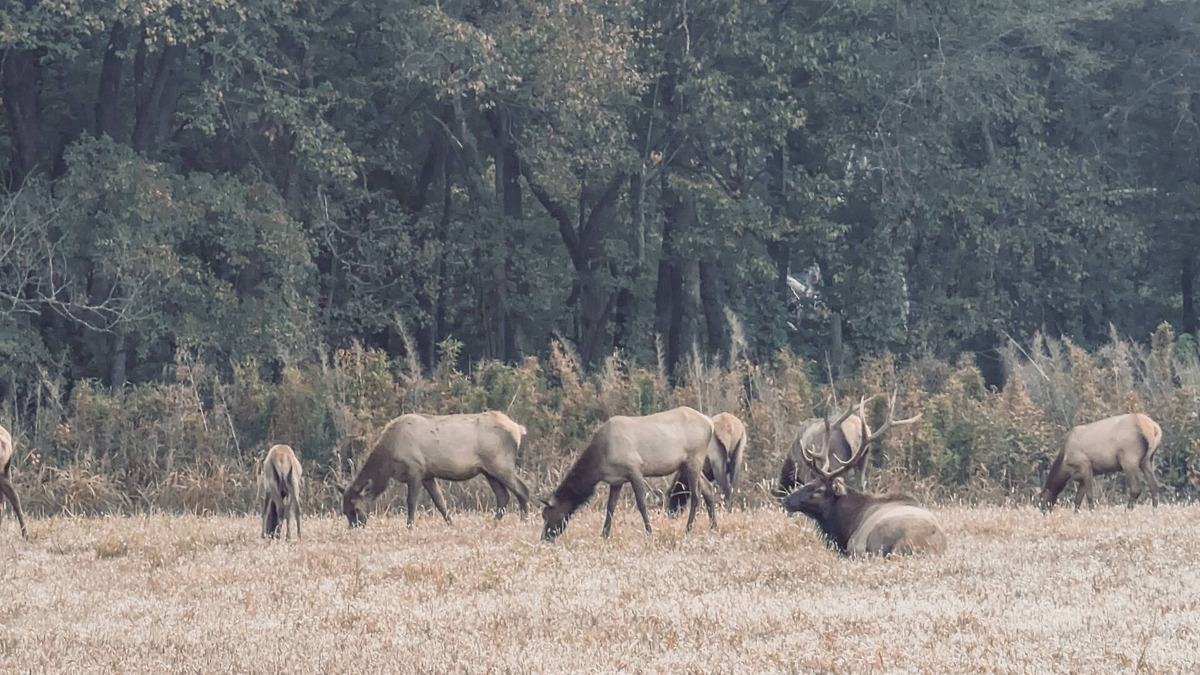 Ponca House | Elk View Cabin in Boxley Valley - 5 min to the Buffalo River!