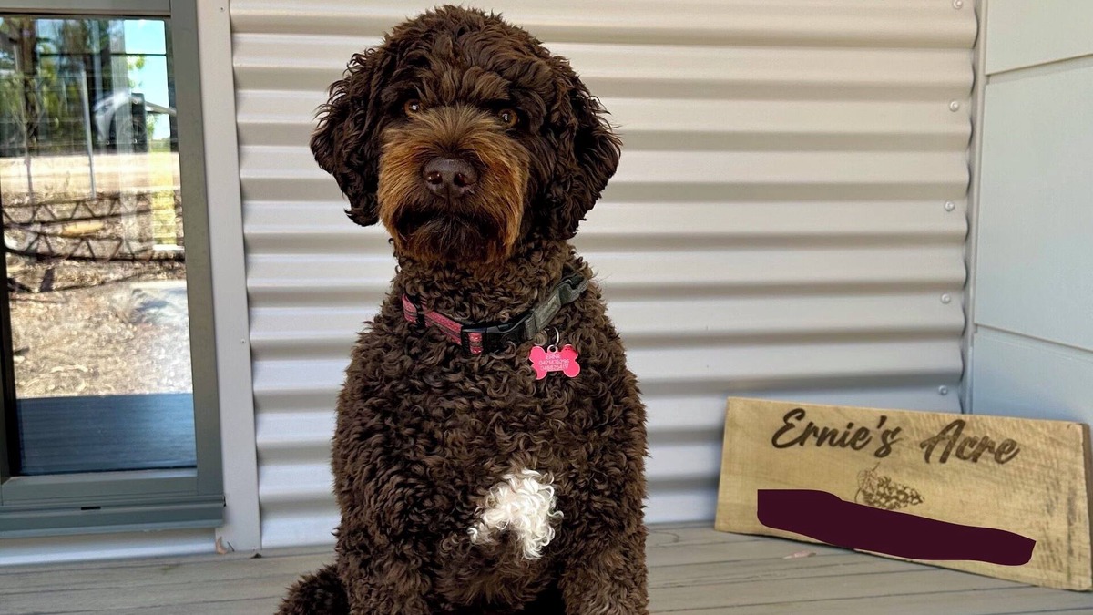 Upper Wakefield House | Ernie's Acre, sit back and relax in this calm, stylish space, pet friendly.