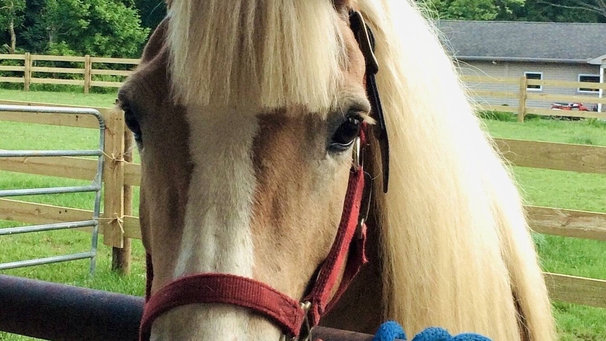 Columbia Other | Escape to Horse Ranch close to Hershey, Lanc, Nook, Sight & Sound, Amish Country
