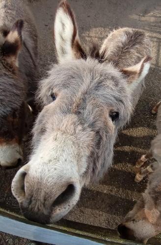 Lohma Other | Eselstall Karl