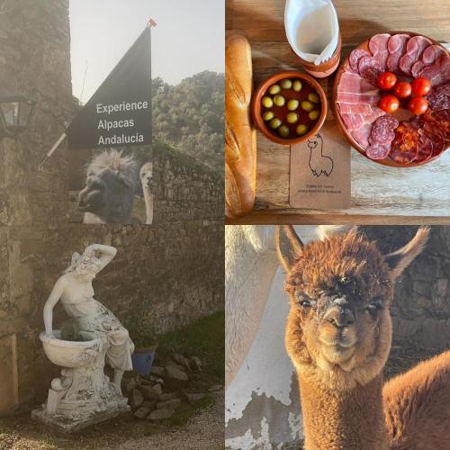 Montoro House | Experience Alpacas in Andalucia