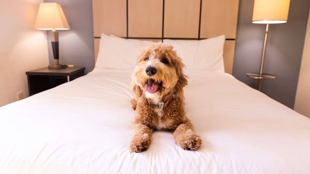 Braintree Hotel | Extended Stay | Spacious Haven w/Kitchen | Near South Shore Plaza | 2 Units