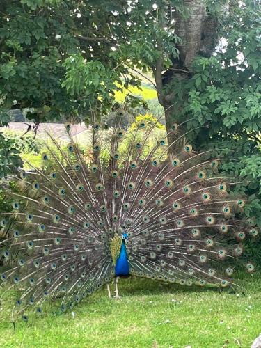 Ballyshannon House | Family and pet friendly farm stay