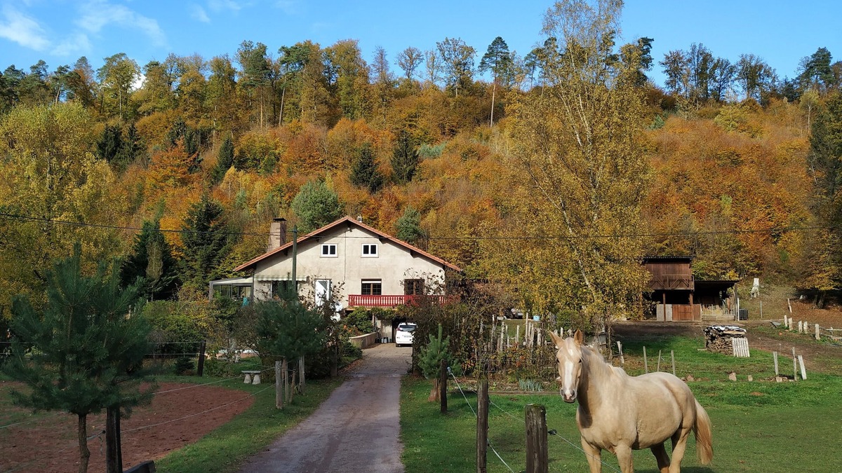 Soucht Cottage | family and spacious cottage in the middle of the forest ideal hikes in the country of bitche