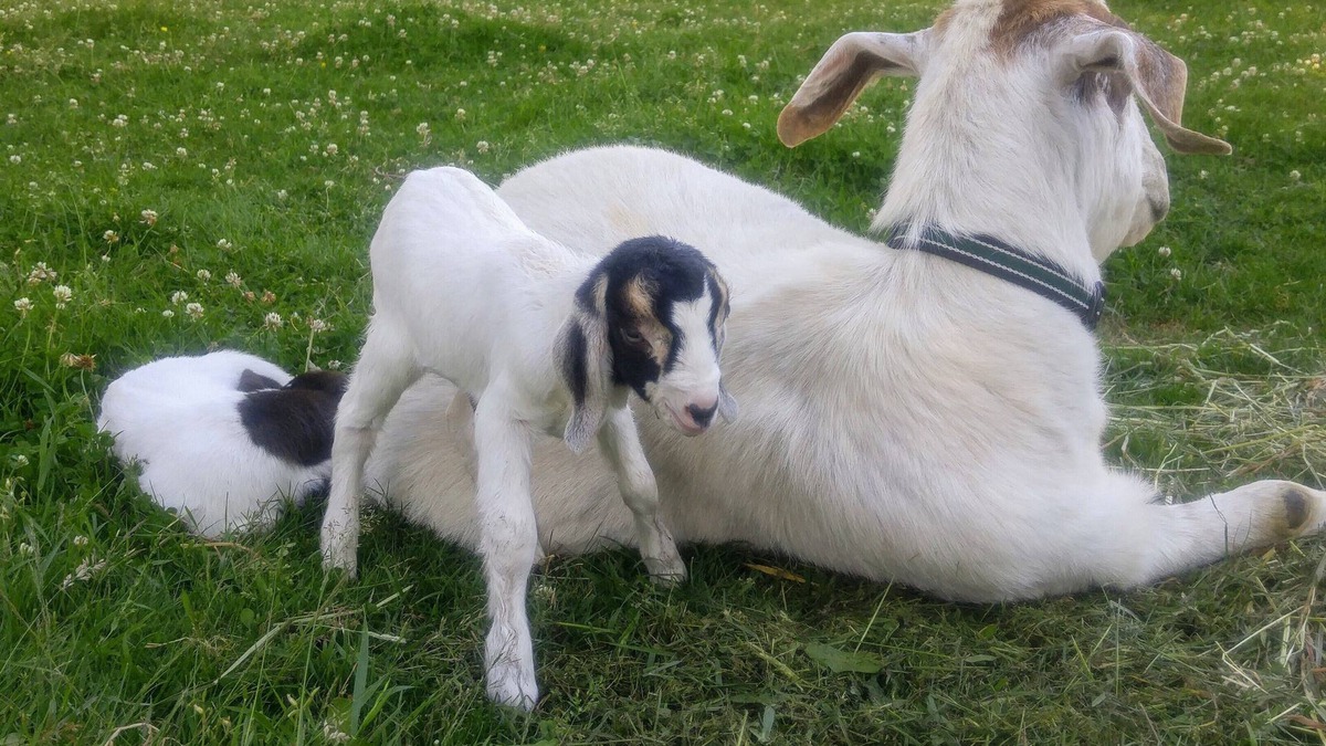 Brew Bay Other | Family Farm B&B - Come Join Us For A Wonderful Farm Experience!