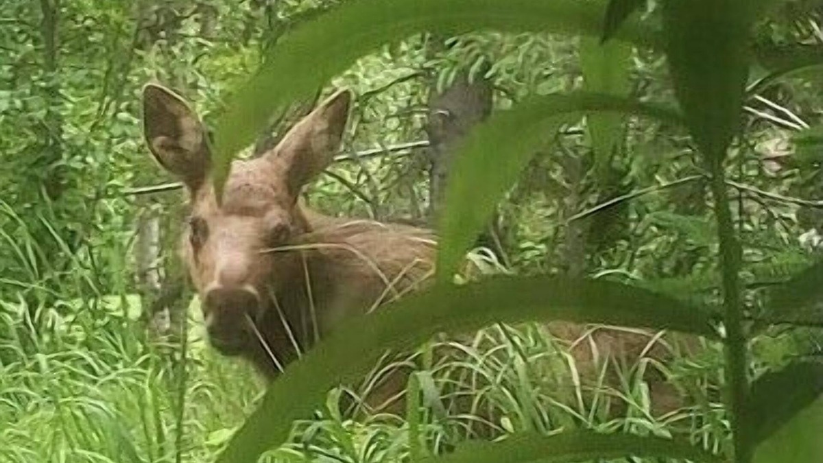 Rabbit Creek Apartment | Family Friendly 1,000 sq. ft. Basement Apartment