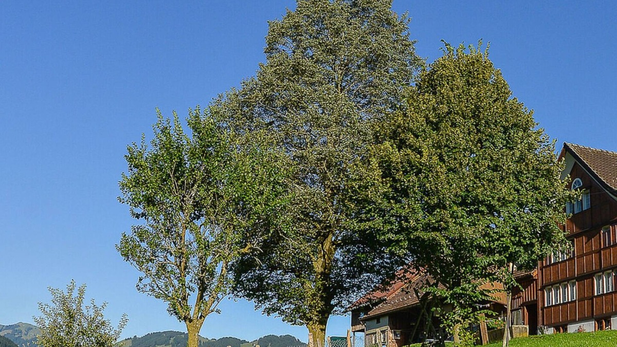 Ruete Other | Farm holidays with the best Alpstein view