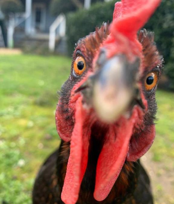 Tyabb Villa | Farm Stay POPLAR Cottage at Wilindi Estate