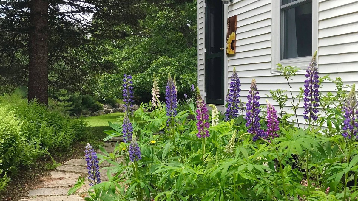 Hall Quarry Other | FARMHOUSE newly renovated in heart of Acadia with wild blueberries on 3 acres!