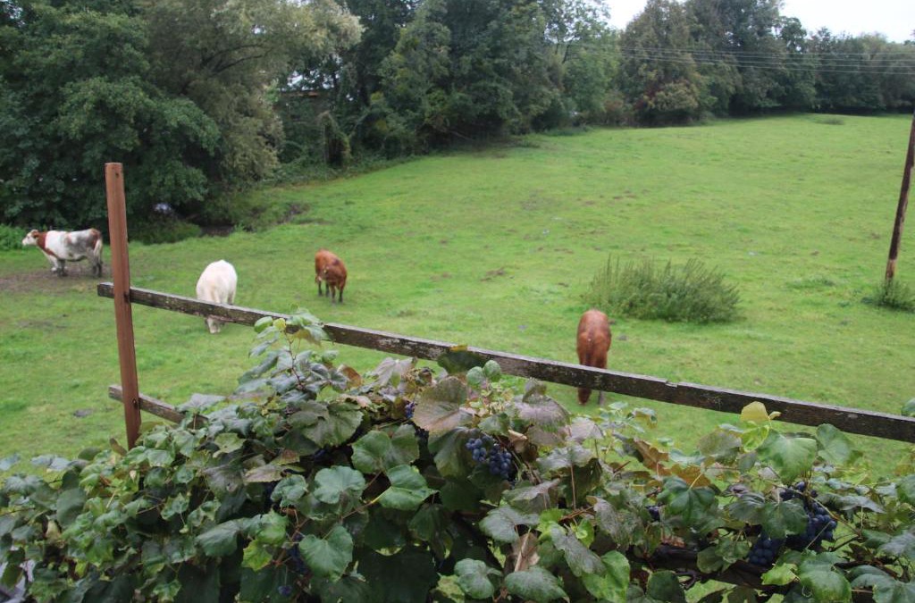 Krottendorf Apartment | Ferienhaus Blaukovitsch