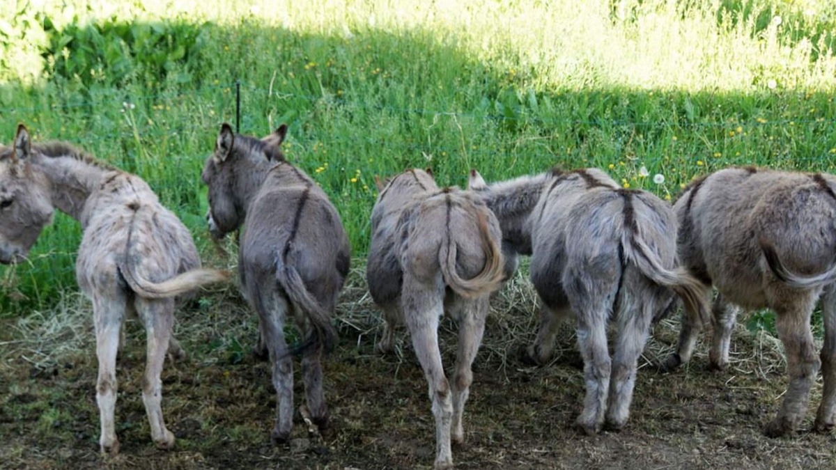 Lohma House | Ferienhaus für 4 Gäste mit 80m² in Löhma