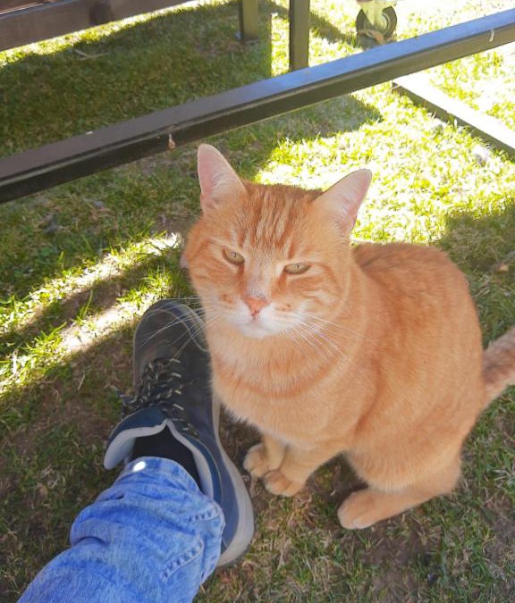 Teufenbach Apartment | Ferienhaus Georgie