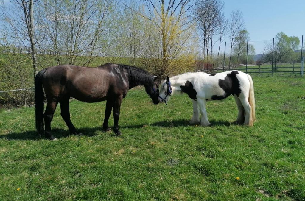 Untersollbach House | Ferienhaus: Mitten auf dem Reiterhof