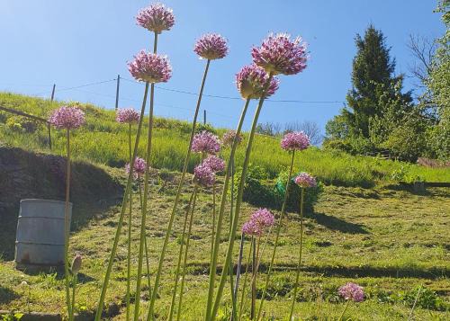 Bornichen Apartment | Ferienwohnung am Huthainberg