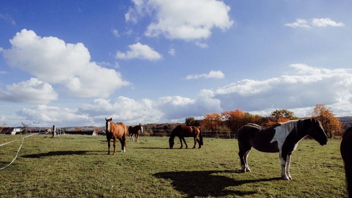 Much Apartment | Ferienwohnung/app. für 2 Gäste mit 35m² in Much