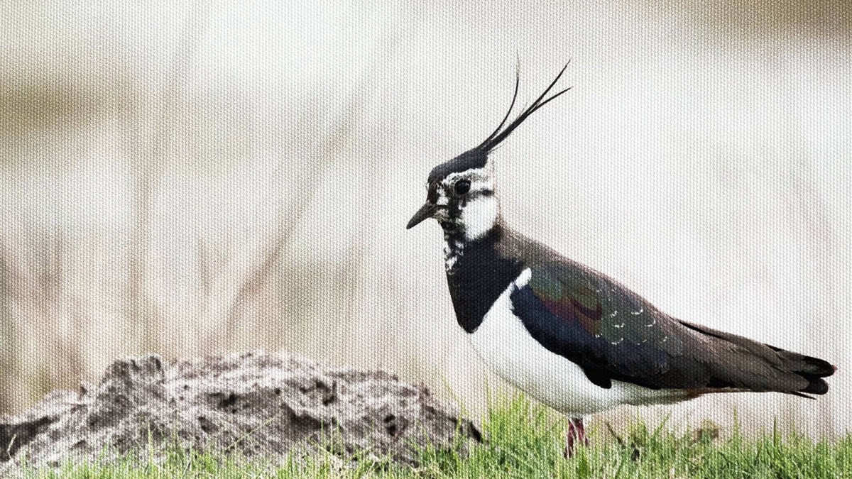 Schleife Apartment | Ferienwohnung Kiebitz - Landhaus Wassermann