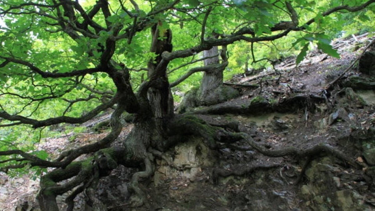 Waldeck Apartment | "Ferienwohnung Rettberg" with 70 gm - wonderful view of the lake Charging station